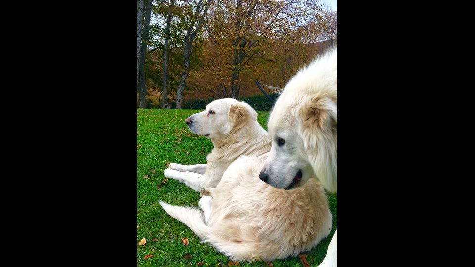 &nbsp;Hotel Rigopiano, Nuvola e Lupo i cani dell'albergo (foto Facebook)