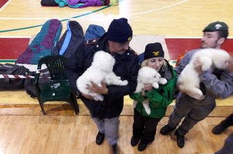 cani salvati terremoto&nbsp;