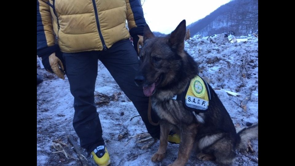 Dopo una settimana di lavoro anche i cani da valanga meritano un p&ograve; di riposo (foto di Lorenzo D'Avanzo)&nbsp;