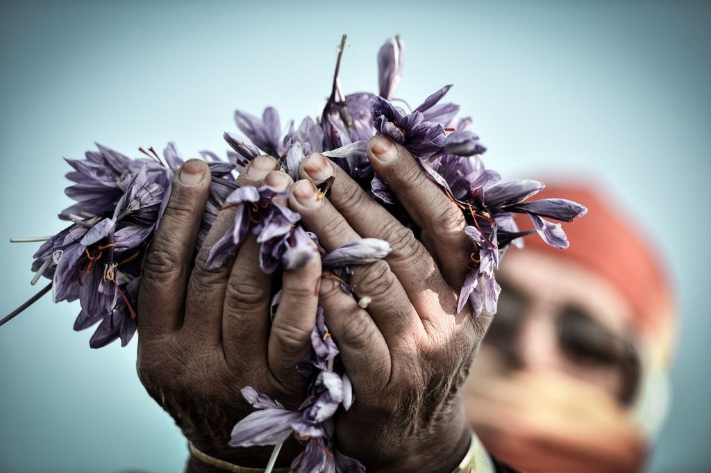 Una pianta di zafferano (Afp)