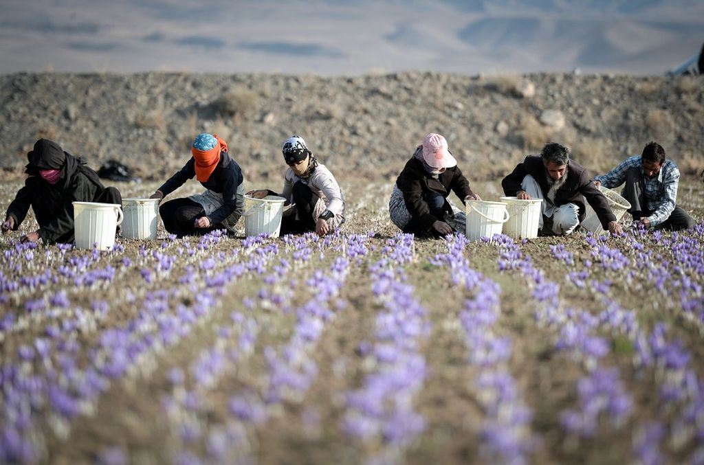 &nbsp; Iran raccolta dello zafferano a&nbsp;Khorassan Razavi (Afp)