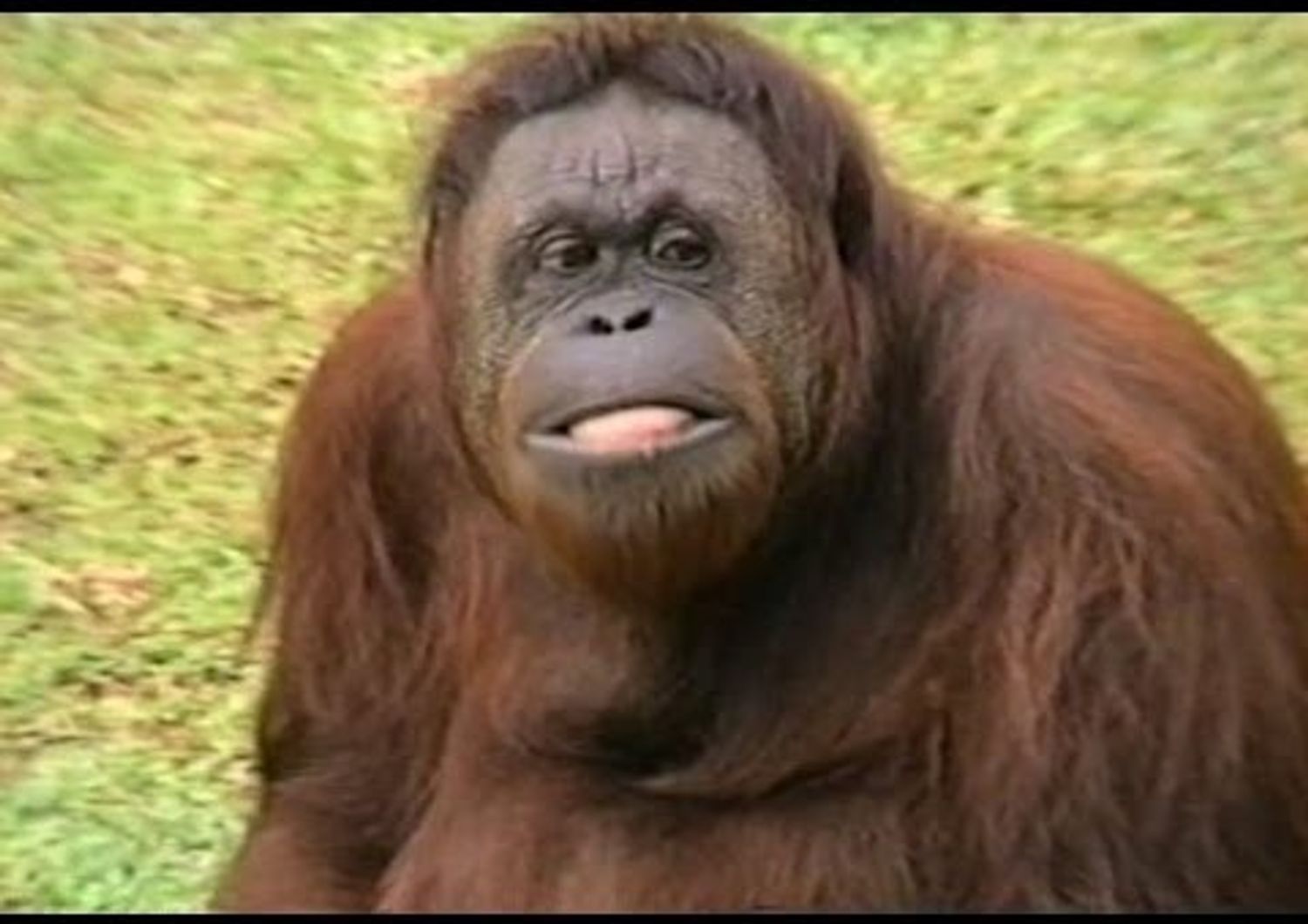 Anche gli oranghi potranno scegliere il partner su Tinder