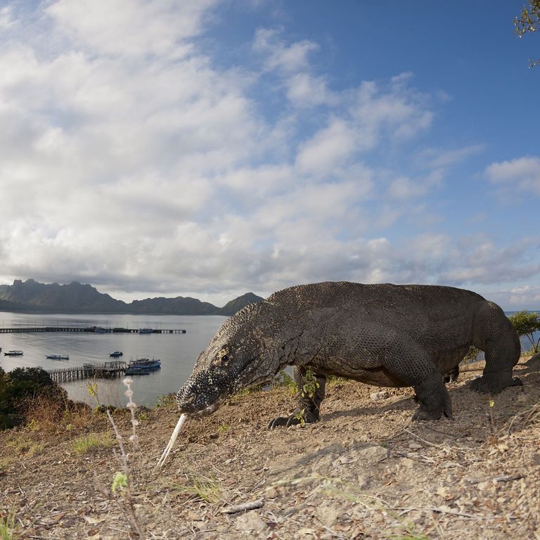 &nbsp;Parco nazionale di Komodo, in Indonesia (Afp)