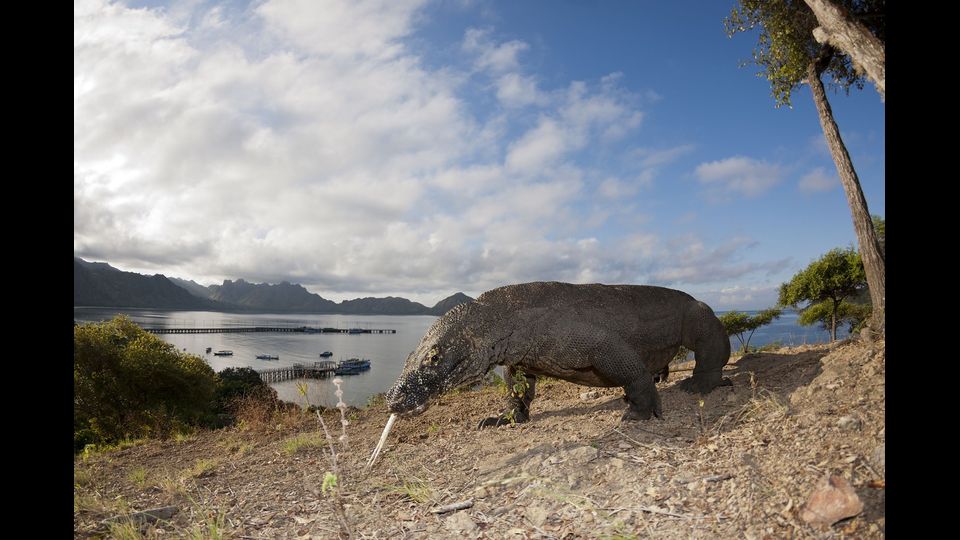 &nbsp;Parco nazionale di Komodo, in Indonesia (Afp)
