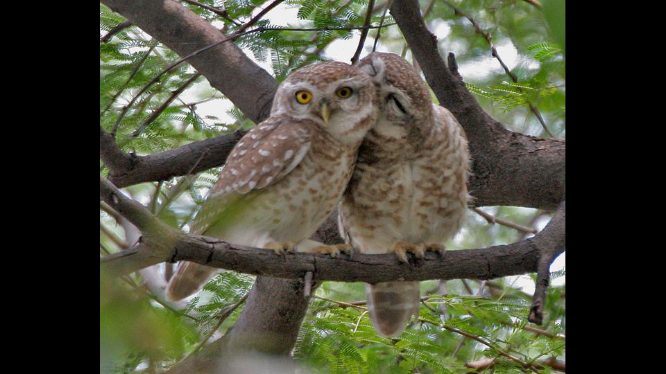 &nbsp;Manas Wildlife Sanctuary, in India &nbsp;(foto di J.M. Garg)