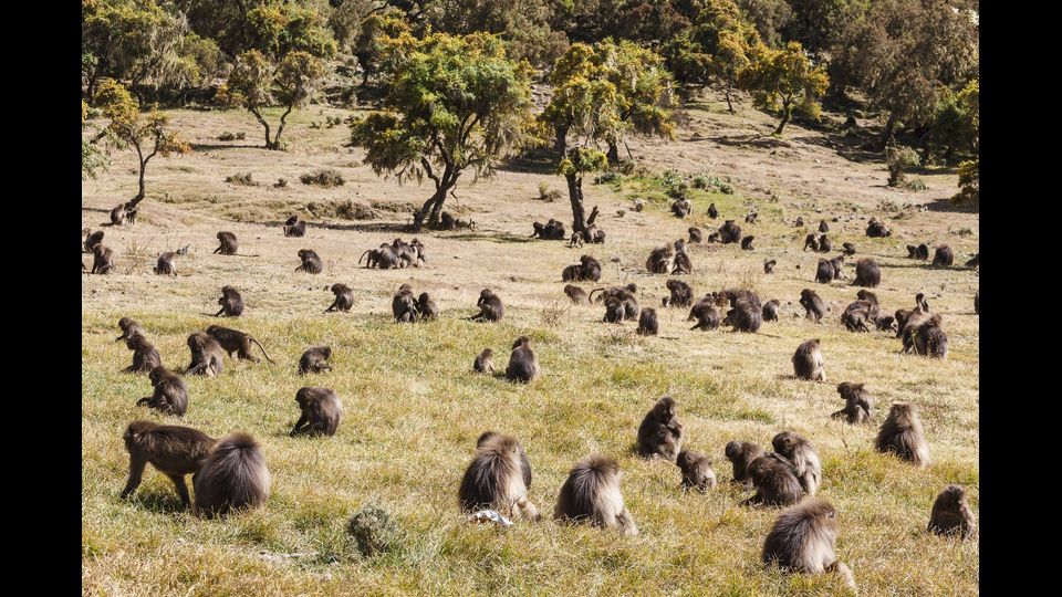 &nbsp;Parco nazionale Simien, in Etiopia (Afp)
