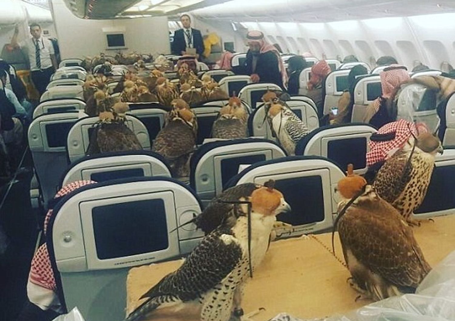 Ottanta falconi in aereo, principe saudita non rinuncia ai suoi animali