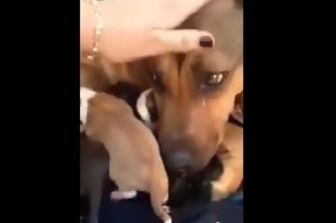 &nbsp;cane randagio lacrime