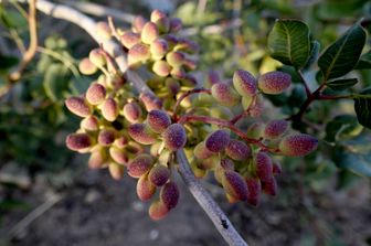 &nbsp;Pistacchio pianta (Afp)