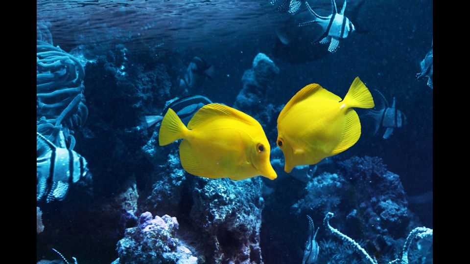 Baci e coccole sott'acqua, ecco le immagini dei pesci innamorati &nbsp;