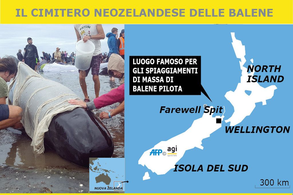 Infografica - Balene spiaggiate in Nuova Zelanda&nbsp;