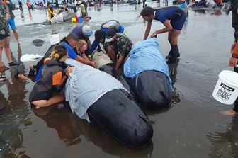 Balene spiaggiate sulle coste della Nuova Zelanda (Afp)&nbsp;