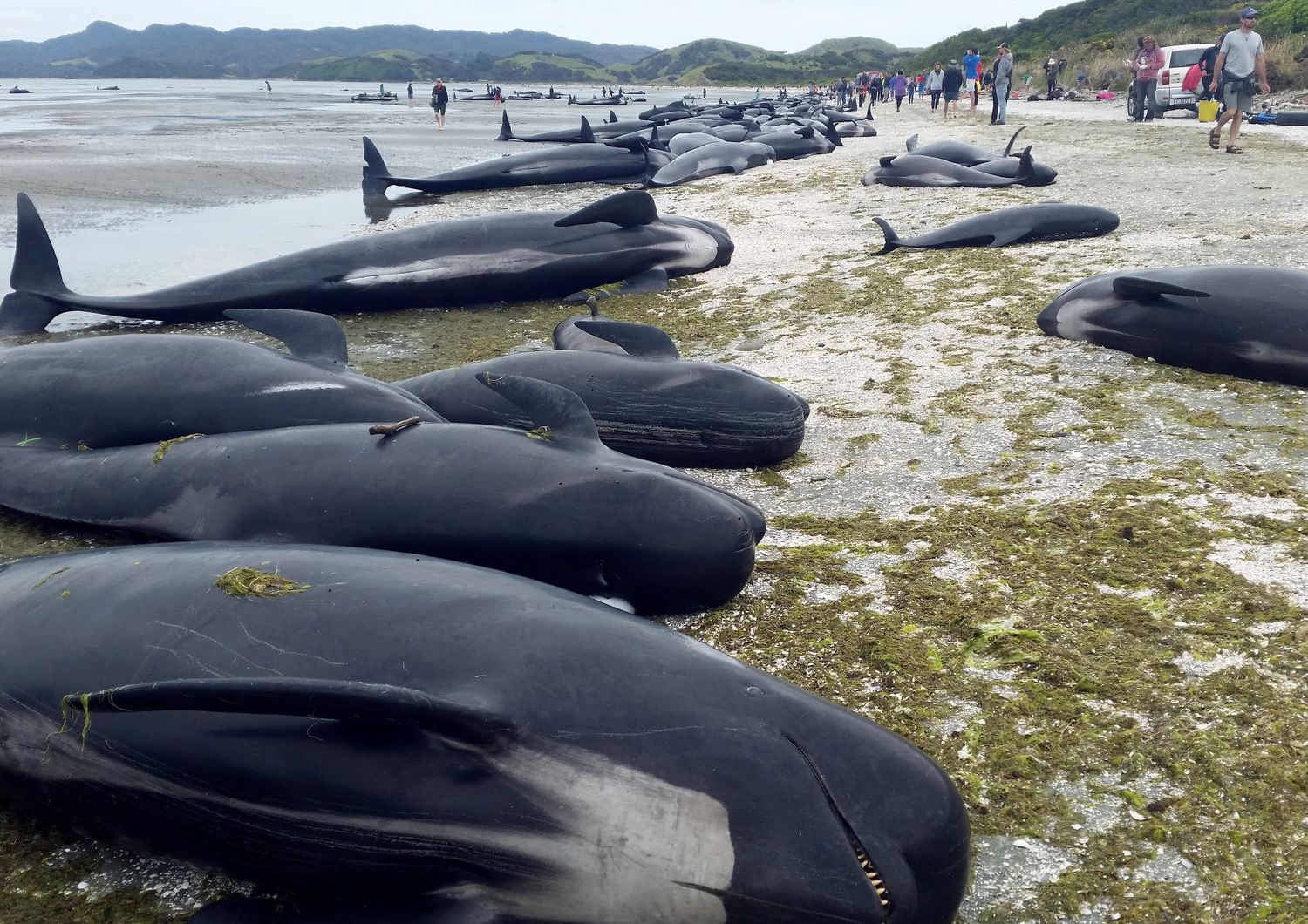 balene spiaggiate, Nuova Zelanda (afp)&nbsp;