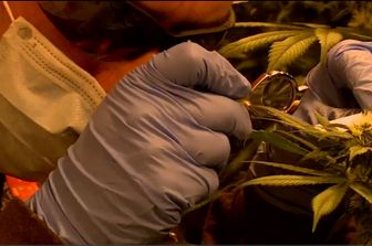 La marijuana del Colonnello&nbsp;