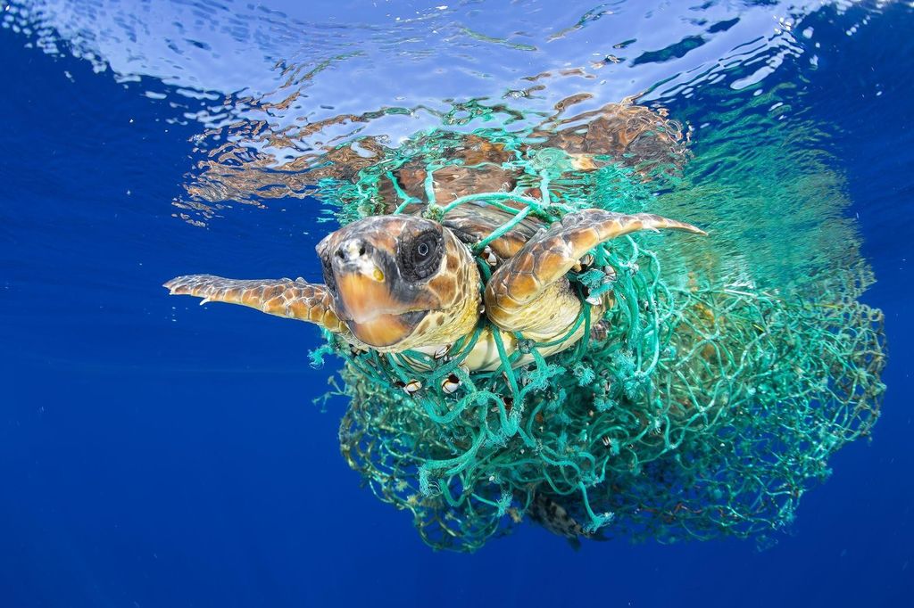 Una tartaruga marina impigliata in una rete da pesca nuota al largo della costa di Tenerife, Isole Canarie, Spagna