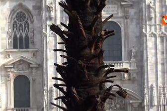 Bruciata una della Palme in piazza Duomo