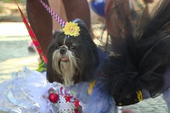 &nbsp;Rio carnevale dei cani