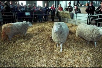 &nbsp;Pecora Dolly (Afp)