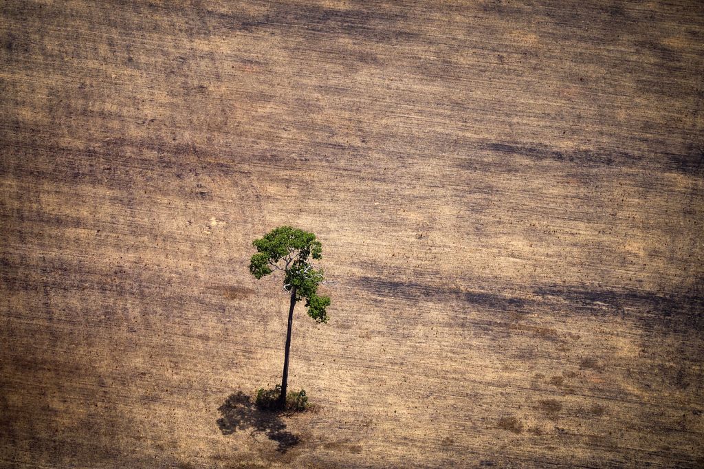 Deforestazione Brasile foresta Amazzonica (Afp)
