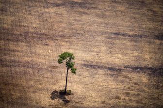 &nbsp;Deforestazione Brasile foresta Amazzonica (Afp)