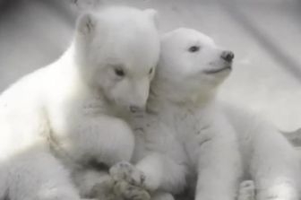 &nbsp;Cuccioli orsi polari