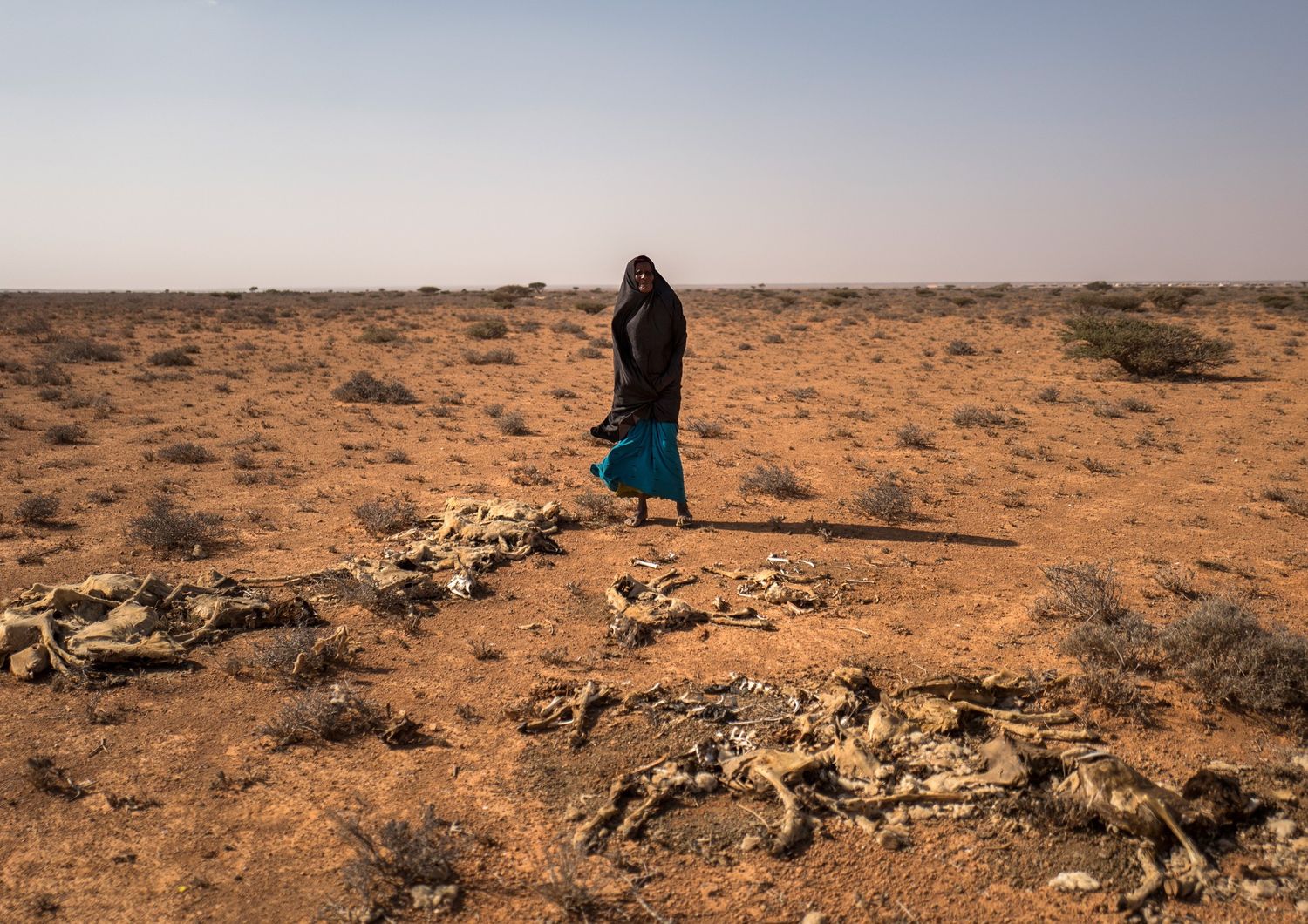 La morte dei dromedari in Africa &egrave; il presagio di un disastro che colpir&agrave; 20 milioni di persone