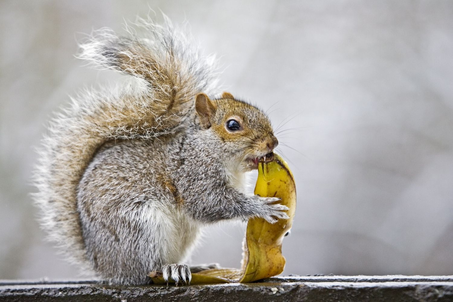 Scoiattolo grigio (Afp)&nbsp;