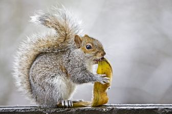 Scoiattolo grigio (Afp)&nbsp;