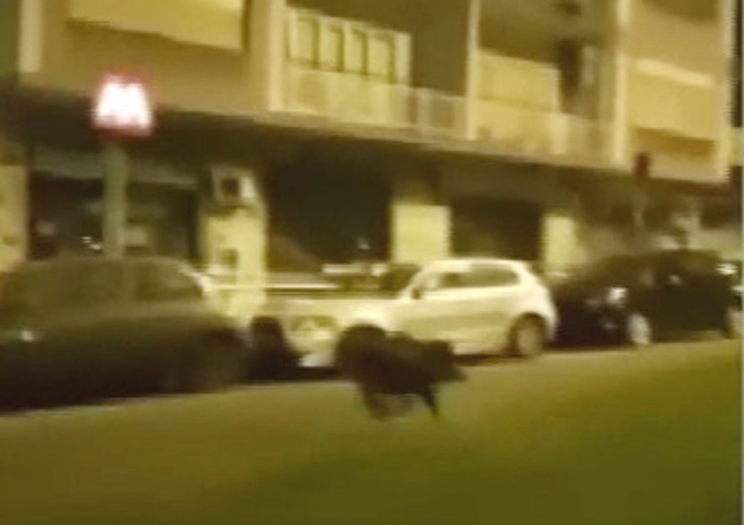 Un cinghiale corre in via Baldo degli Ubaldi, quartiere nord di Roma&nbsp;