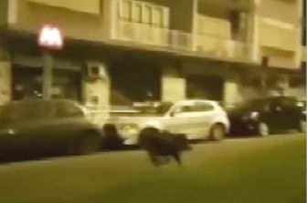 Un cinghiale corre in via Baldo degli Ubaldi, quartiere nord di Roma&nbsp;