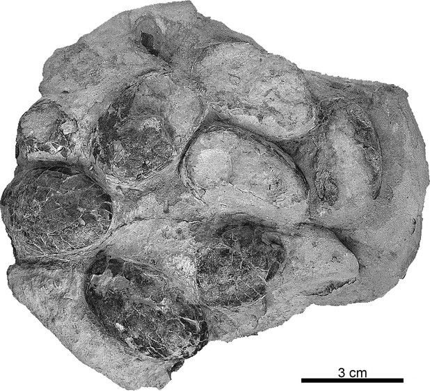 Fossile di uova di coccodrillo (Foto da Plos One)&nbsp;