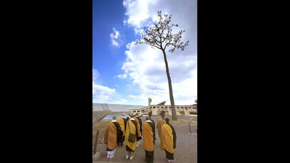 Rikuzen-Takata, Prefettura di Iwate Monaci buddhisti intonano un mantra sotto l'unico pino sopravvissuto dell'intera foresta piantata secoli fa (Afp)&nbsp;