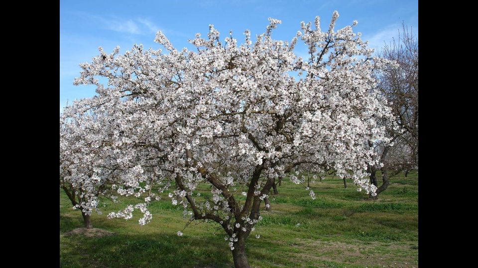Mandorlo&nbsp;