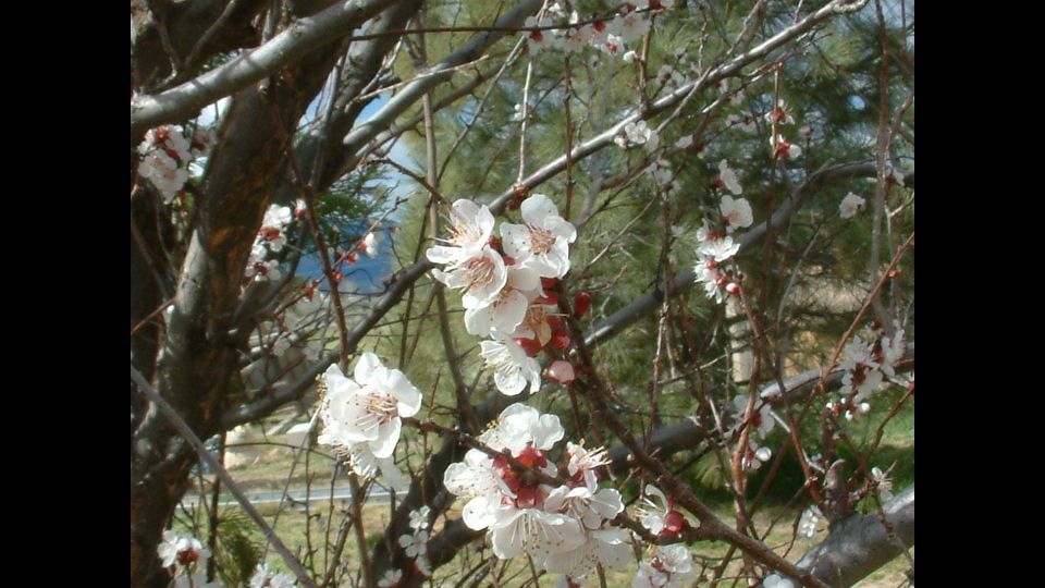 Fiore dell'albicocco&nbsp;