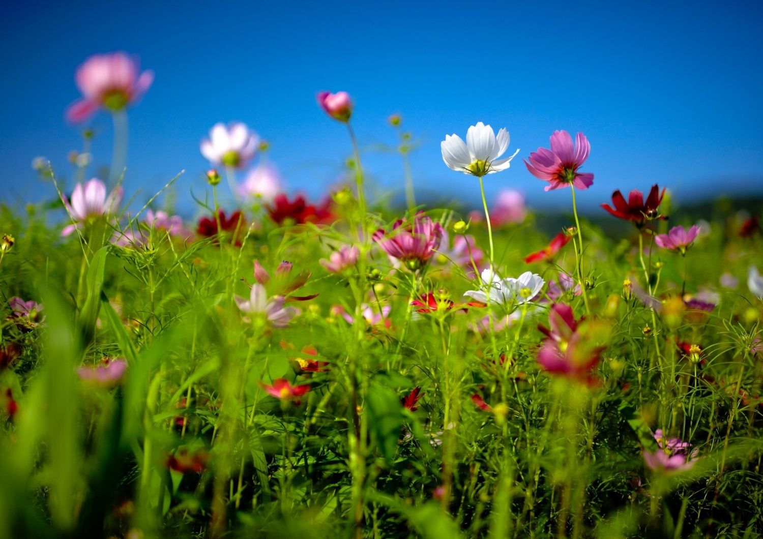 fiori di Primavera&nbsp;