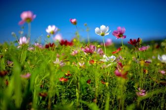 fiori di Primavera