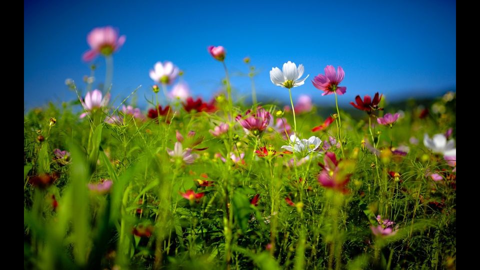 fiori di Primavera&nbsp;