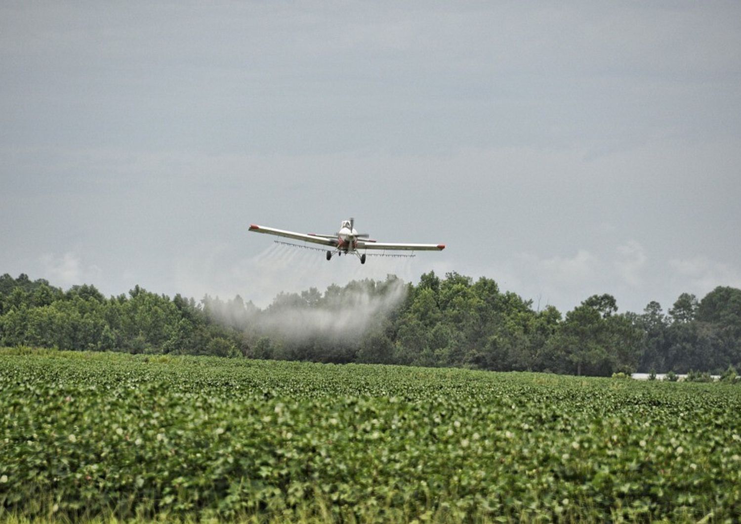 &nbsp;Pesticidi agricoltura (pixabay)