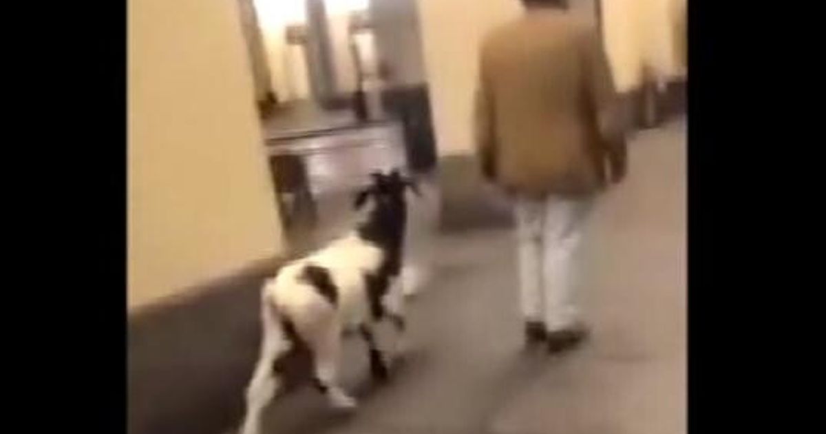 Una capra gli trafigge occhio e cranio, operato a Messina