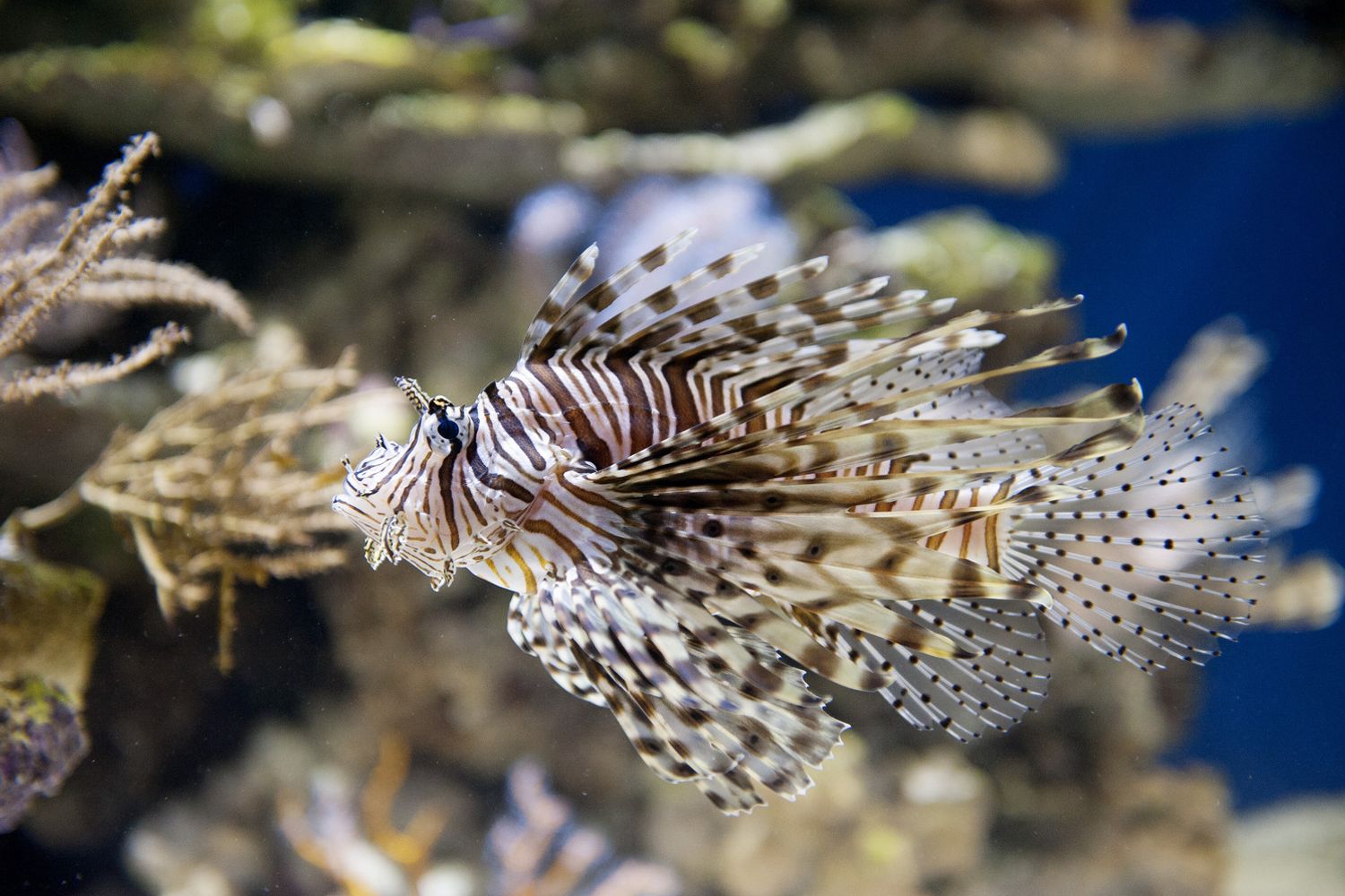 lionfish (afp)&nbsp;