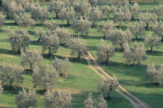 piantagione di ulivo (afp)&nbsp;