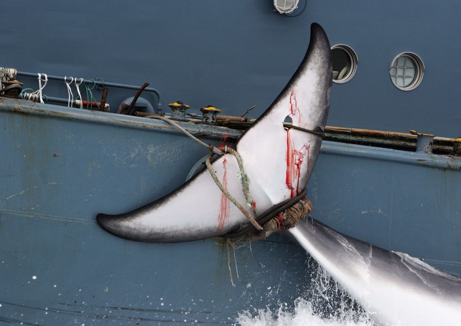 La stagione giapponese di caccia alle balene si chiude con una vera e propria mattanza: sono state uccise 333 balene durante la battuta annuale nei mari del Polo Sud. &nbsp;