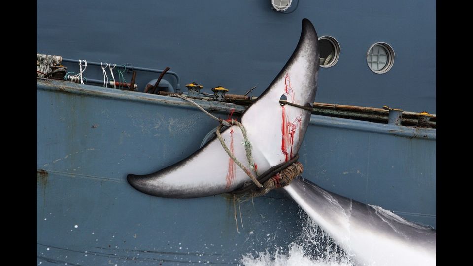 La stagione giapponese di caccia alle balene si chiude con una vera e propria mattanza: sono state uccise 333 balene durante la battuta annuale nei mari del Polo Sud. &nbsp;
