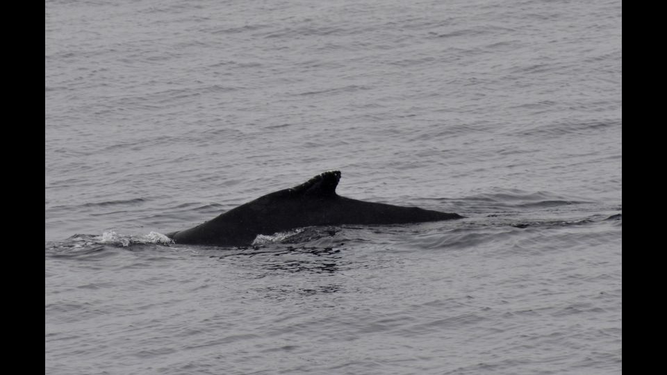 La carne di balena continua ad essere considerata un cibo pregiato, consumato regolarmente e servito persino nelle mense scolastiche.&nbsp;
