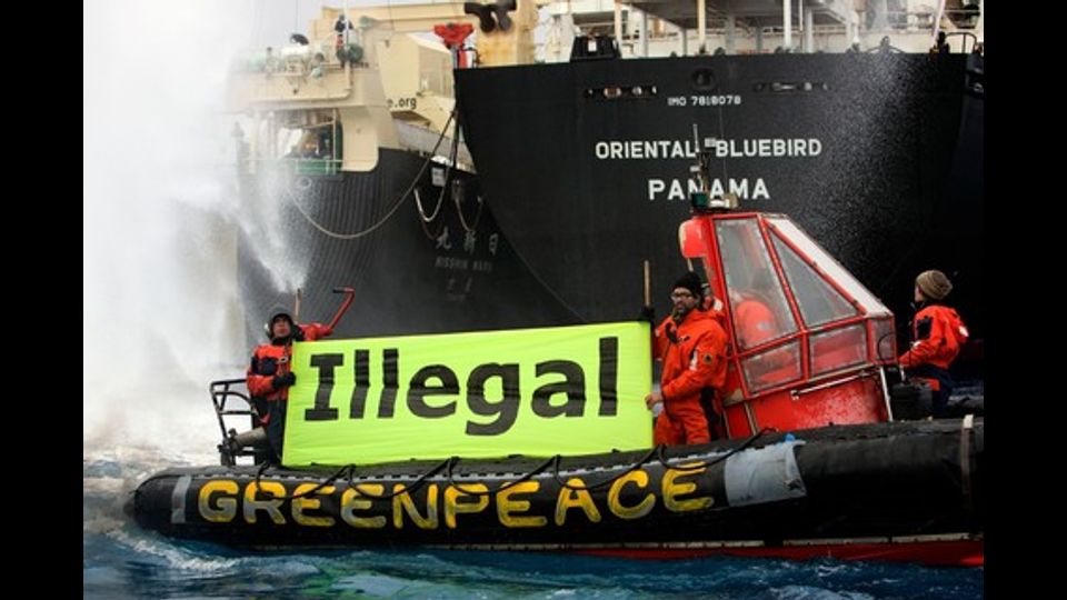 Il governo giapponese continua a mascherare l'attivit&agrave; di caccia, facendola sembrare un programma di ricerca scientifica sostenendo che i mari si sono ripopolati di cetacei. Diversi paesi, associazioni e organizzazioni non governative hanno da tempo 'dichiarato guerra' al Giappone e alle sue baleniere, ma la strage in mare continua.