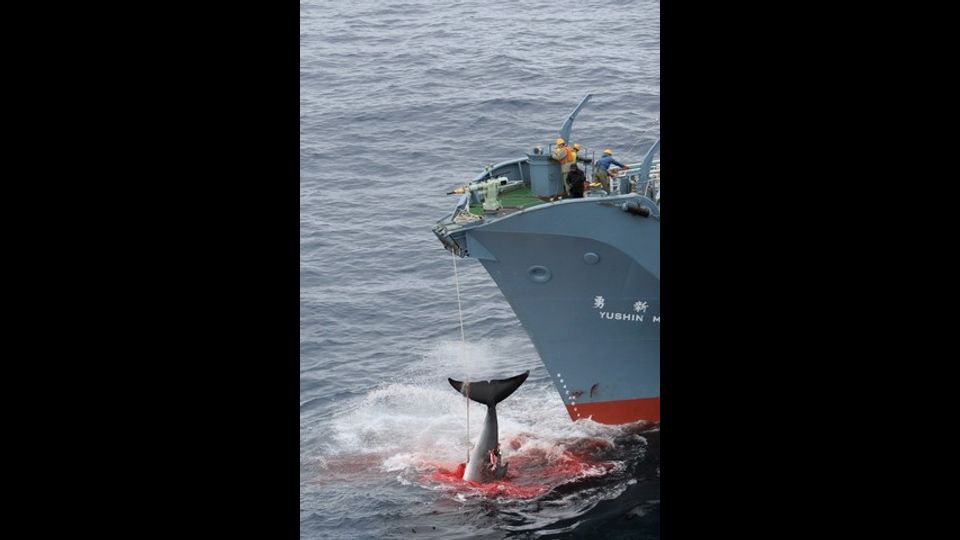 La flotta nipponica &egrave; composta da cinque navi, tre delle quali sono rientrate in questi giorni nei porti.&nbsp;