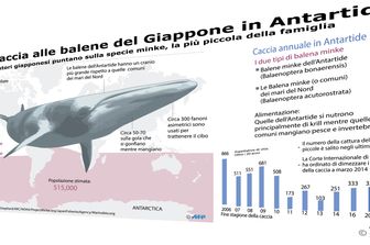 Infografica - Balene Giappone&nbsp;