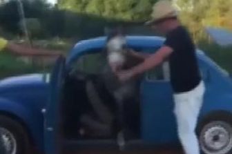 &nbsp;Cavallo in maggiolino