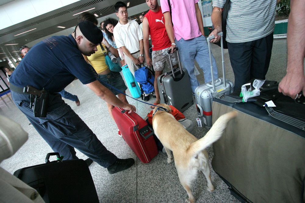 IL BUSINESS DELLA DROGA - Gli stupefacenti complessivamente sequestrati superano i 17.706 chili: 143 di eroina, 704 di cocaina, 16.817 di cannabis (8.066 di hashish e 8.750 di marijuana). 6.760 operazioni hanno portato a 9.083 denunce e a 6.525 arresti, 4.217 dei quali riguardanti stranieri e 337 minori.&nbsp;