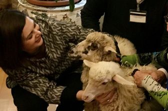 Boldrini con agnelli&nbsp;